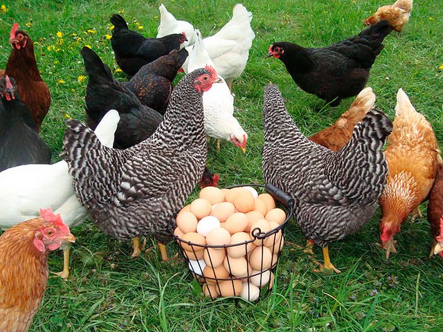 Содержание кур и уход за ними | ЗооТом - продажа, вязка и услуги для животных в Ейске