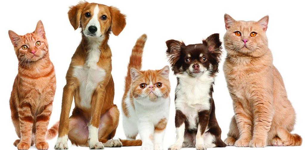Доска объявлений о животных | ЗооТом - продажа, вязка и услуги для животных в Ейске