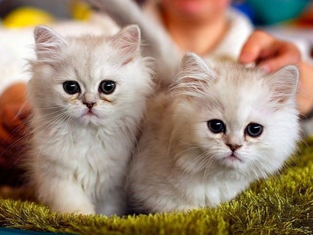 Породы кошек в Ейске | ЗооТом портал о животных