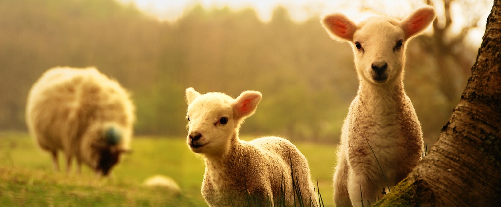 Объявления о сельскохозяйственных животных | ЗооТом - продажа, вязка и услуги для животных в Ейске