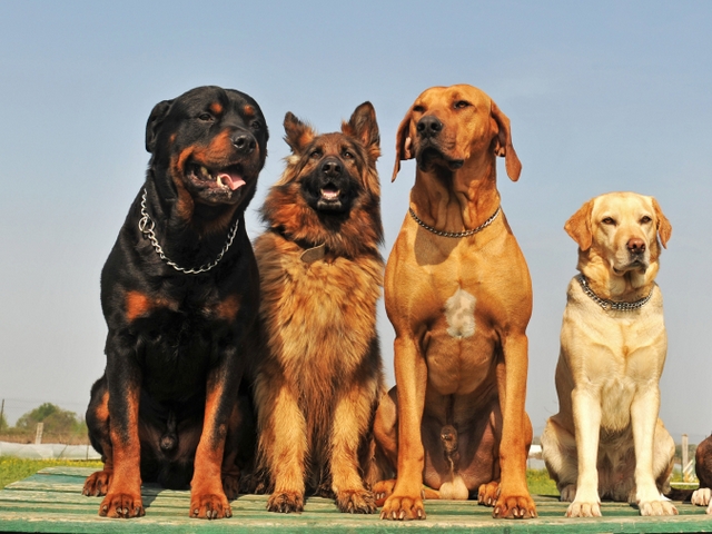Крупные породы собак в Ейске | ЗооТом портал о животных